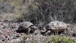 Tortuga Patagonica en su ambiente [upl. by Ardna705]