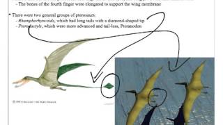 Historical Geology Mesozoic Sauropods 2 Stegosaurids Ornithopods Pterosaurs amp Birds [upl. by Lehcyar]