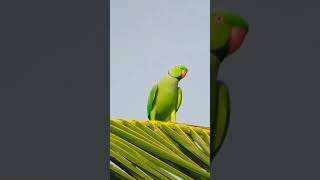 Rose ringed parakeet is flying Please subscribe 🙏🏻 [upl. by Hadrian199]