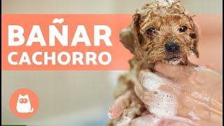 Cómo BAÑAR a un PERRO CACHORRO por primera vez [upl. by Suiremed]