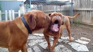 DOGUE DE BORDEAUX  Ruff amp Tumble in the Dogues Yard [upl. by Fransis543]