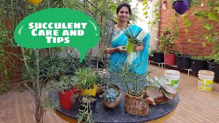 Succelent tips for beginners సకలెంట్ మొక్కల పెంపకం లో ముఖ్య సూచనలుsucculents [upl. by Aillil490]