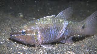 Bobbit Worms Strikes Fish And Leaves Large Laceration In Its Side Zoom Into Laceration [upl. by Clara]