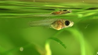 Baby Guppies Eating Vinegar Eels [upl. by Gerta873]