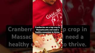 The UMass Cranberry Station brings the holidays and agricultural research to you [upl. by Bunde]