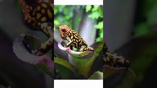 Poison Dart Frog  Beautiful But Deadly animalfacts [upl. by Albright]