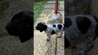 German Pointer Puppies Deutsch Kurzhaar Jagdhund Welpen im Garten Zwinger vom Pittental [upl. by Saree]