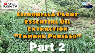 VLOG 16 Integrated farming  Citronella Plant Part 2 Tamang proseso sa pag extract ng essential oil [upl. by Irita]