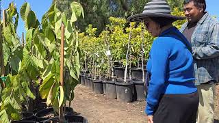 Atemoya Tropical Fruit Nursery Tour [upl. by Akinej]