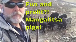 Farming for fun and profit a farmers thoughts on raising Mangalitsa pigs [upl. by Nor]