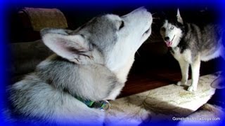 Siberian Husky Puppy Howl FAN FRIDAY 120 Howling [upl. by Hymie]