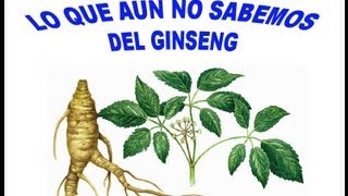 Ginseng Propiedades y Beneficios para la Salud [upl. by Gwenny]