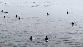 Waiting for waves at Steamer Lane🏄‍♂️🏄‍♂️surf surfing surfers [upl. by Acillegna982]