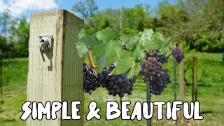 How to build a Grape Vine Trellis [upl. by Aurelia]