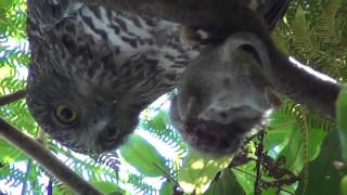 Powerful owl eating rat in Sydney [upl. by Hallutama]