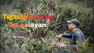 getting Molave treetugas bato in rice field for bonsaivitex parviflora or vitex cofassusbonsaiph [upl. by Ardiek]