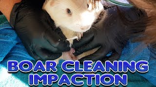 Guinea pig Boar Cleaning Impaction  Cavy Central [upl. by Einnus]