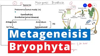 Metagenesis Bryophyta  Lumut  Kingdom Plantae Biologi Kelas 10 [upl. by Tneciv635]