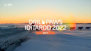 Iditarod Highlight  DAY 9  QRILLPAWS 2022 [upl. by Messing]