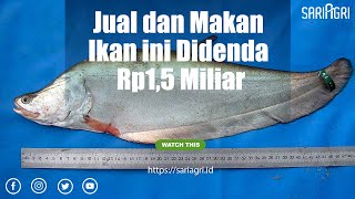 Hatihati Jual dan Makan Ikan Belida Didenda Rp15 Miliar [upl. by Leoy]