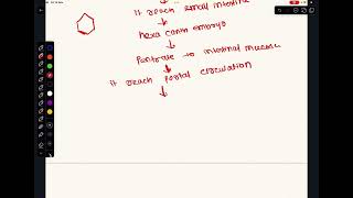 Life cycle of echinococcus granulosus [upl. by Nemad]