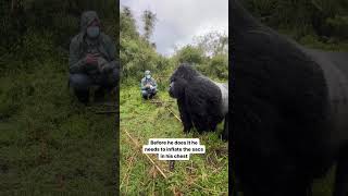 Silverback Gorilla Beating His Chest mountaingorilla silverbackgorilla gorillatrekking [upl. by Aehcsrop]