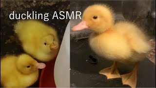 Peaceful Duckling Sounds and Ambience Duckling ASMR [upl. by Sigismundo]