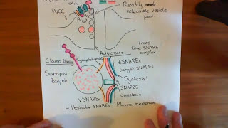 Botulinum Toxin Mechanism Part 2 [upl. by Lambart377]