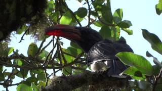 First observation of Hemprichs hornbill Lophoceros hemprichii from Mt Kulal Kenya [upl. by Ellehcil978]