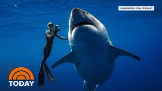 Hawaii Diver Swims With Record Breaking Largest Great White Shark  TODAY [upl. by Honig]