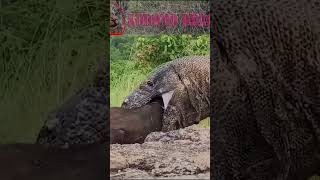 Giant Komodo dragon hunting goat and wild boar pets [upl. by Boccaj]