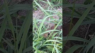 Closeup Baby Rabbit LoveWabbits cute bunny rabbit [upl. by Aigneis564]