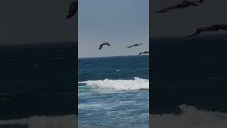 Brave sea birds flying over roaring sea 🌊 [upl. by Ainirtak]