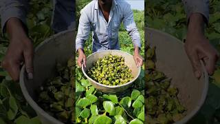 Most viral fruit  sugarapple fruit garden [upl. by Niad344]