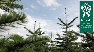 Mon beau sapin sera le roi de la fête  Botanic® nous le garantit [upl. by Anelav]