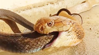 King Cobra Eating Black Mamba Snake  King Cobra VS Black Mamba Fight  WOW Creatures [upl. by Novi997]