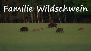 Familie Wildschwein  Wild boar family [upl. by Niltyak175]