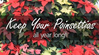 House Plant Care Poinsettias after the Holidays [upl. by Mercola695]