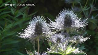 Eryngium  Rene van Gaalen [upl. by Analeh405]