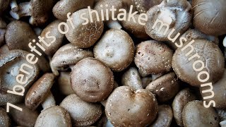 7 Amazing Benefits of Shiitake Mushrooms [upl. by Llenet472]