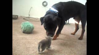 Kittens Meet Rottweiler for first time [upl. by Claude]