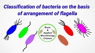 Classification of bacteria on the basis of flagella arrangement  Flagella arrangement in bacteria [upl. by Colwell]