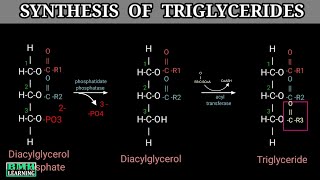 Triglyceride Synthesis  Triacylglycerol Synthesis  TAG Synthesis  Part 2 [upl. by Ayhtak793]