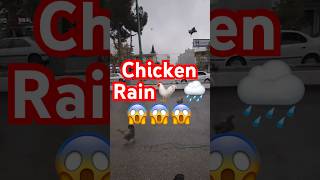 Chicken Rain How😨 Location📍  Raining Chickens [upl. by Enihpets]