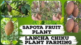 chiku plant  fruit plant  sapota fruit  chiku ki kheti  chiku  chiku plant care  fruit tree [upl. by Reggy914]