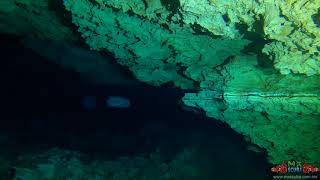 Cave dive in Cenote Ponderosa great Halocline [upl. by Aerdma]