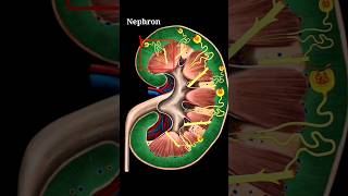 URINE FORMATION Animation  How Urine is Formed in our Body 3d animation shorts kidney [upl. by Dianthe511]