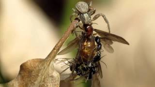 Prenolepis nitens males ants mating with dying halfeaten queen [upl. by Nallac627]