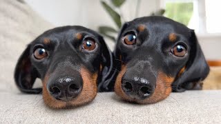 Mini Dachshunds in the forest Autumn [upl. by Bekaj]