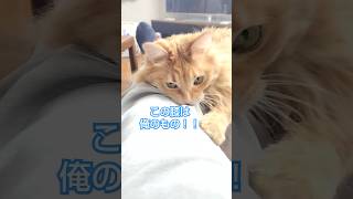 膝から出でる物質調べようかな？🤔 cat ねこ 猫 ねこのいる暮らし 猫のいる暮らし ひざ [upl. by Durkee]